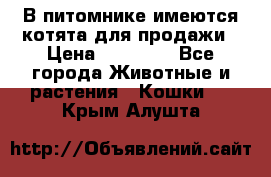 В питомнике имеются котята для продажи › Цена ­ 30 000 - Все города Животные и растения » Кошки   . Крым,Алушта